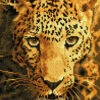 Diamond Dotz Diamond Painting Kit: Jaguar Prowl